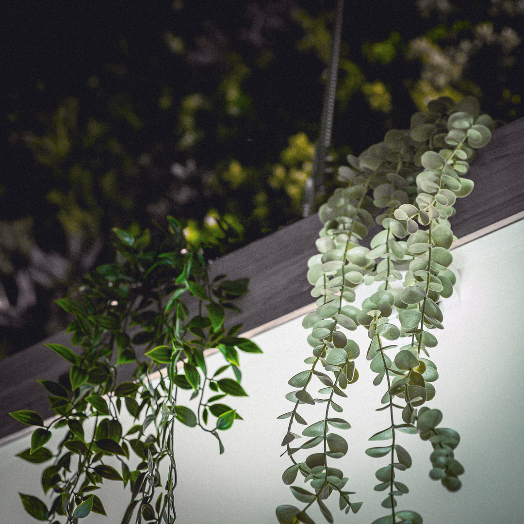 Zwei hängende Pflanzen mit grünen Blättern vor einem hell beleuchteten Hintergrund und dunklem, unscharfem Laub im Hintergrund.